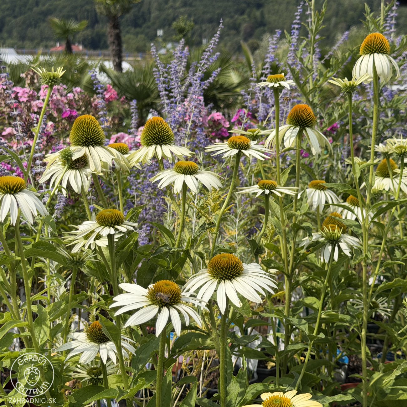 Obrázok Echinacea purpurová (Echinacea pupurea) ´FEELING WHITE´® - kont. C2L